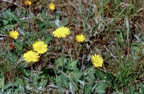 Image of Mouse-ear-hawkweed