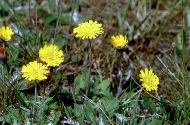 Image of Mouse-ear-hawkweed