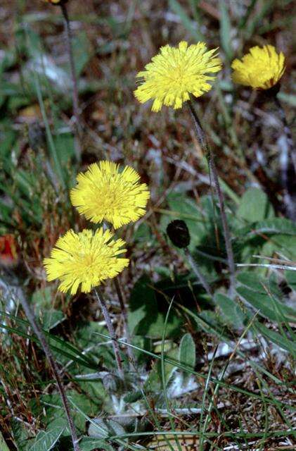 Image of Mouse-ear-hawkweed