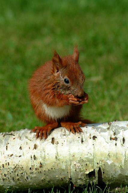 Image of Squirrels