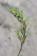 Image of Meadow Grasses