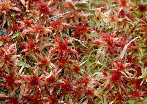 Imagem de Sphagnum russowii Warnstorf 1886