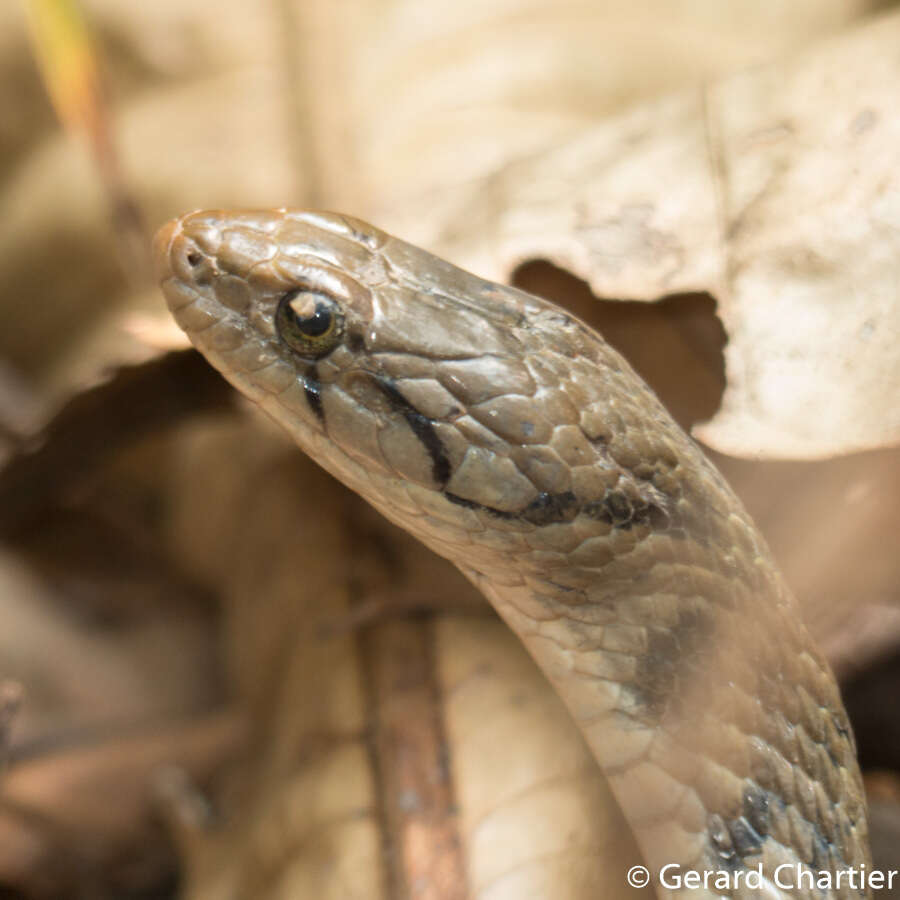 Image of Fowlea flavipunctatus