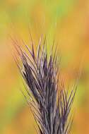 Image of red brome