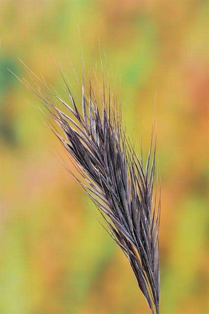 Слика од Bromus rubens L.