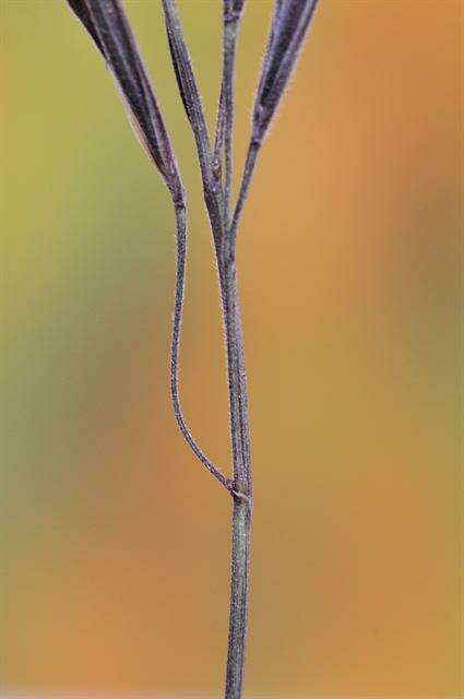 Image de Bromus rubens L.