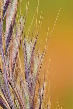 Image of fescue