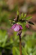 Image of Hellebore