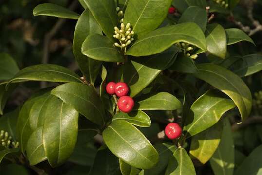 Image of Skimmia