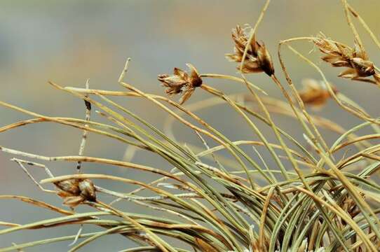 Image of Northern Bog Sedge