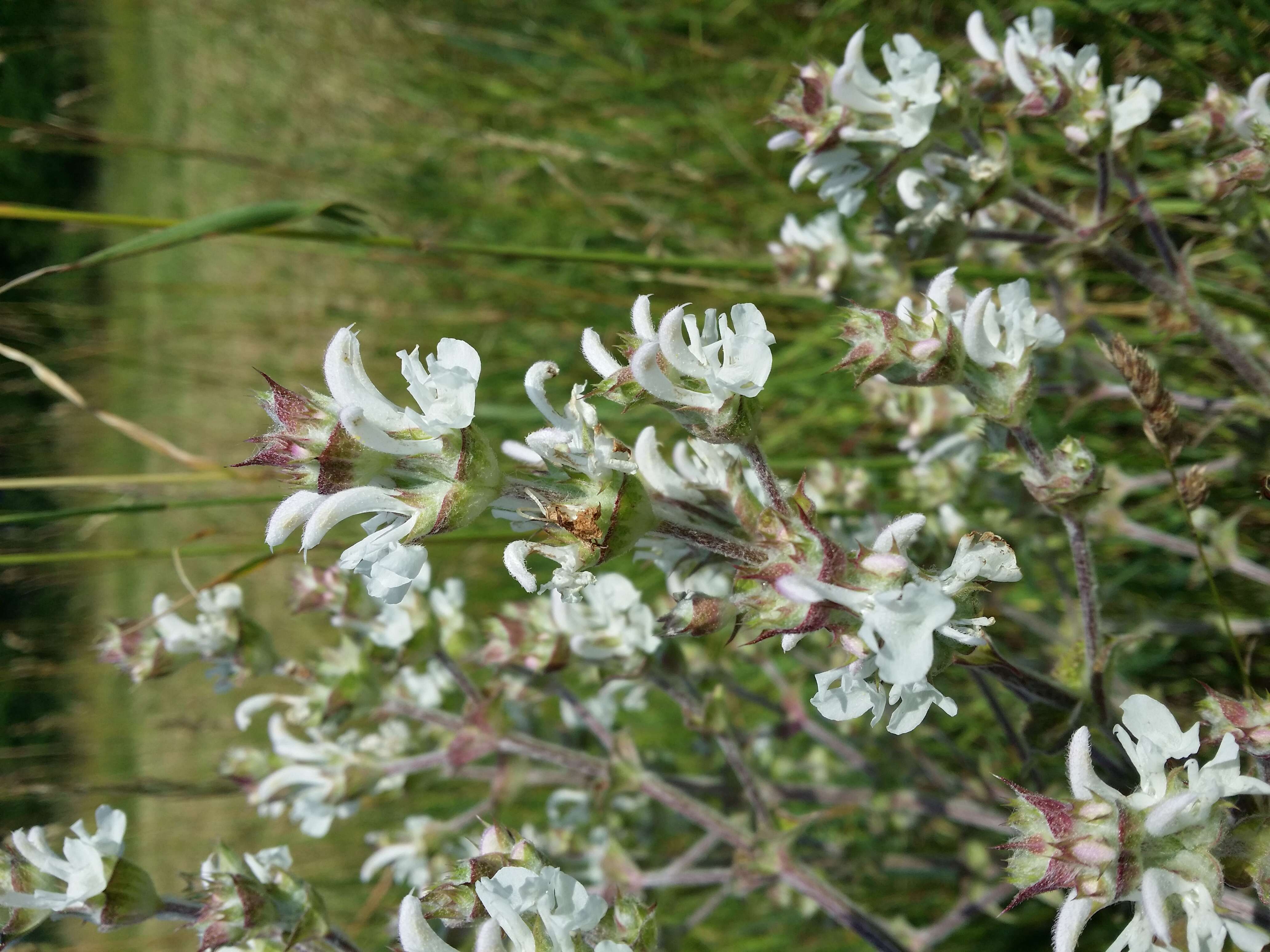 Sivun Salvia aethiopis L. kuva