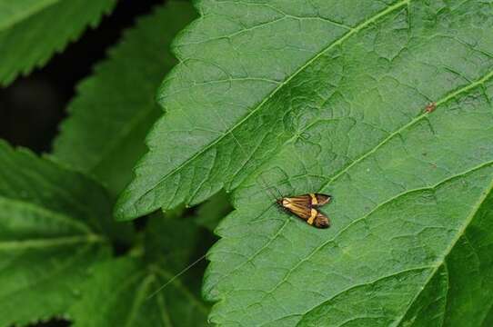 Imagem de Nemophora