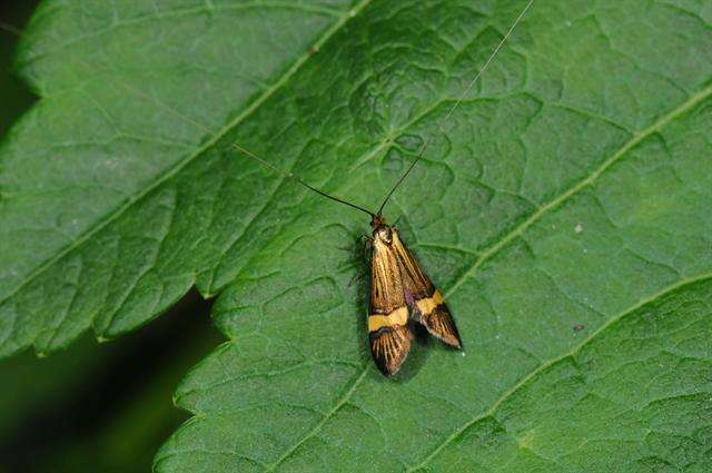 Image de Nemophora