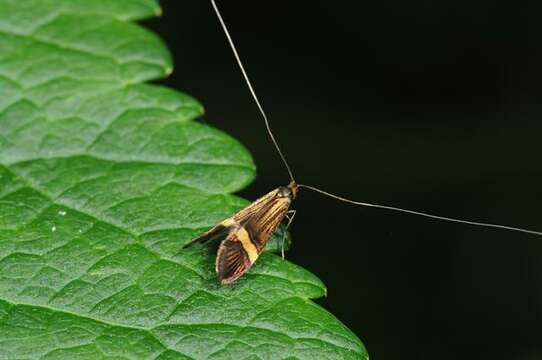 Слика од Nemophora