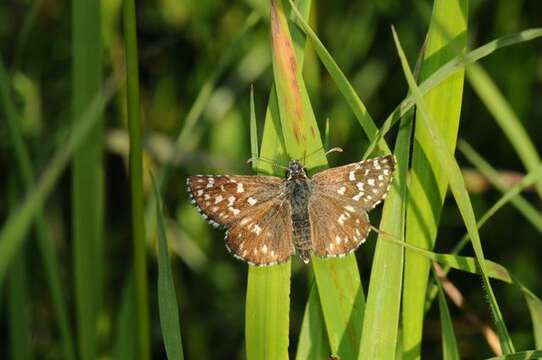 Image of Checkered-Skippers