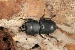 Image of Dorcus