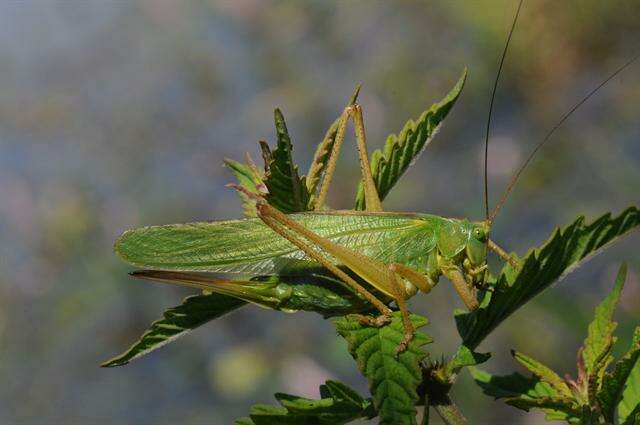 Image of katydid