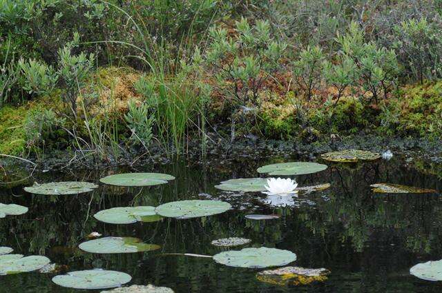 Image of waterlily