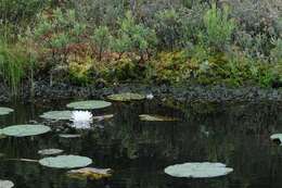 Image of waterlily