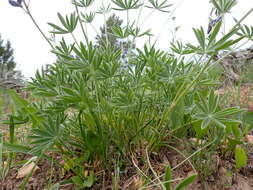 Plancia ëd Lupinus polyphyllus Lindl.