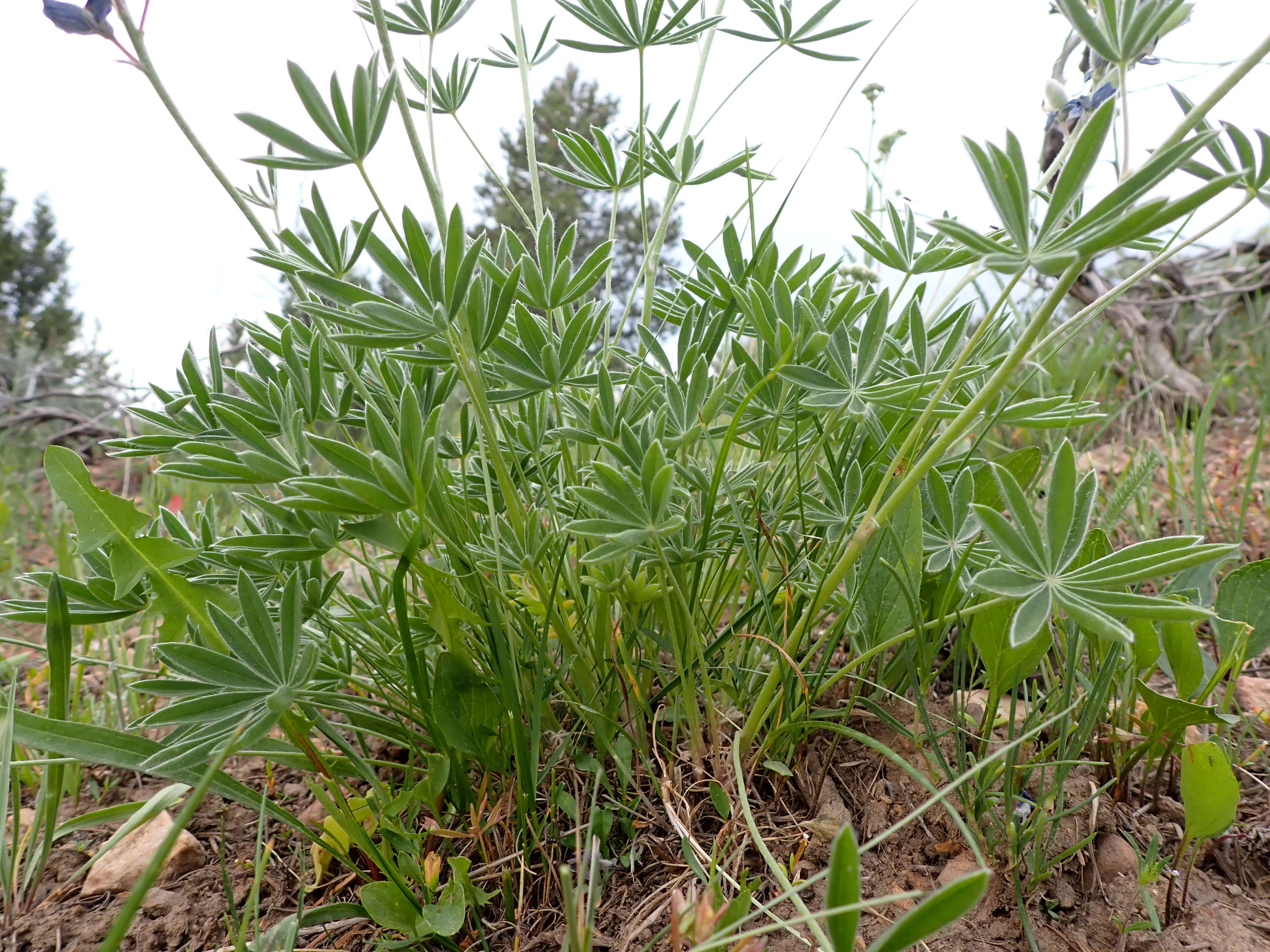 Plancia ëd Lupinus polyphyllus Lindl.