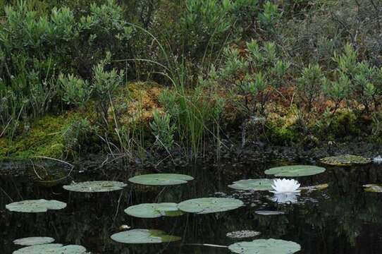 Imagem de Nymphaea