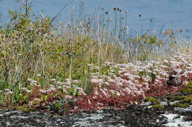 Image of stonecrop