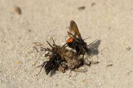 Image of Blue-Black Spider Wasps