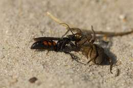 Image of Blue-Black Spider Wasps