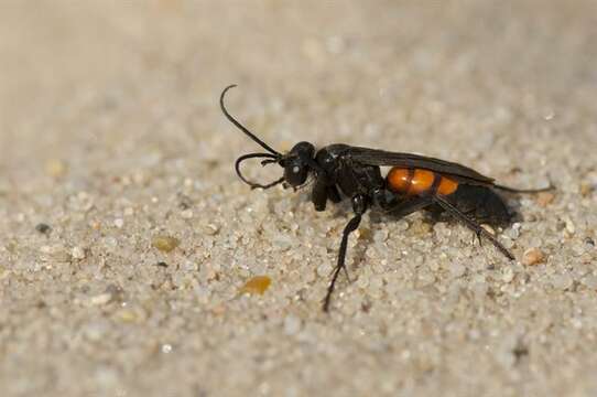 Image of Blue-Black Spider Wasps