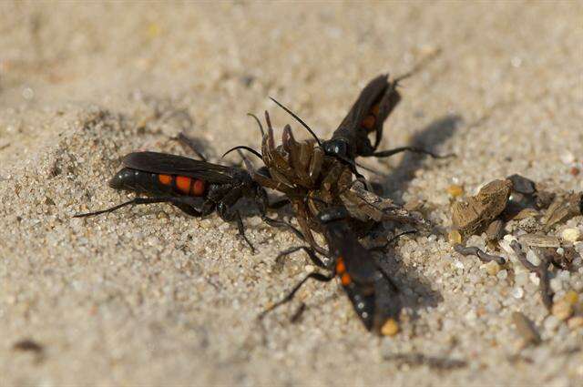 Image of Blue-Black Spider Wasps