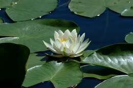 Image of waterlily