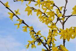 Image of forsythia