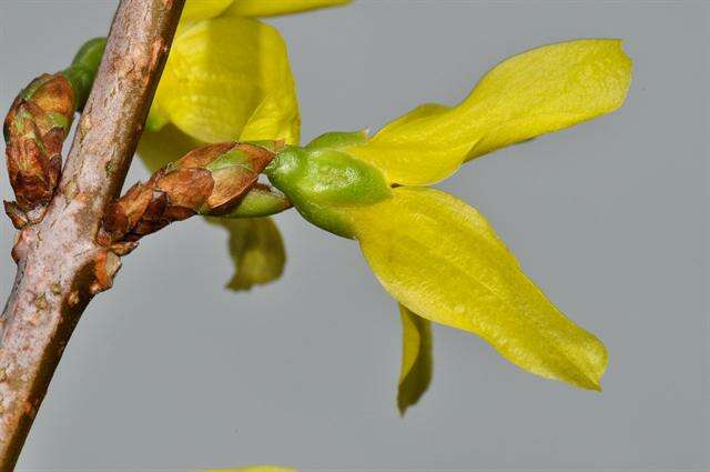 Image de Forsythia