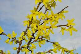 Image de Forsythia