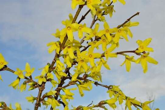 Image de Forsythia