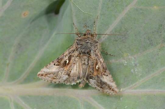 Image of Autographa