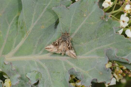 Image of Autographa