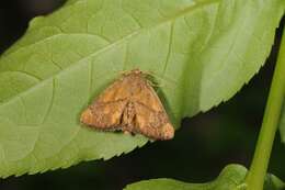 Image of <i>Apoda limacodes</i>
