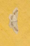 Image of Idaea