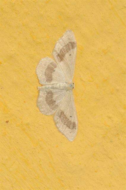 Image of Idaea