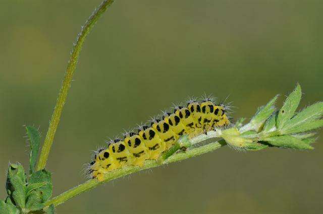 Image of burnet and forester moths