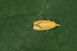 Image of Agapeta