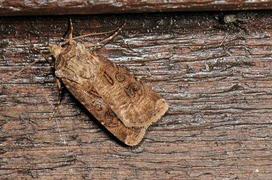 Image of Agrotis