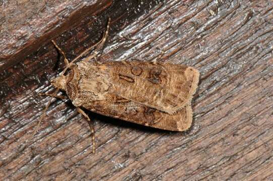 Image of Agrotis