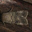 Image of northern rustic