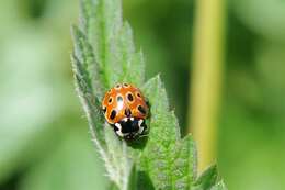 Слика од <i>Anatis ocellata</i>