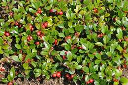 Image of snowberry