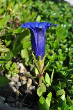 Image of gentian