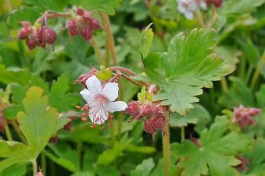 Imagem de Geranium macrorrhizum L.